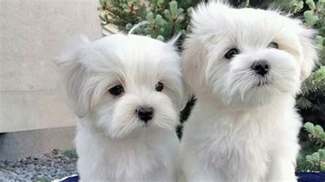 Cute Maltese Puppies Are Ready For A Good Home Cedar City News