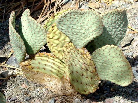 In formal (especially scientific) writing, cacti might be a better choice, since that form is more common in. EduPic Images from Contributors