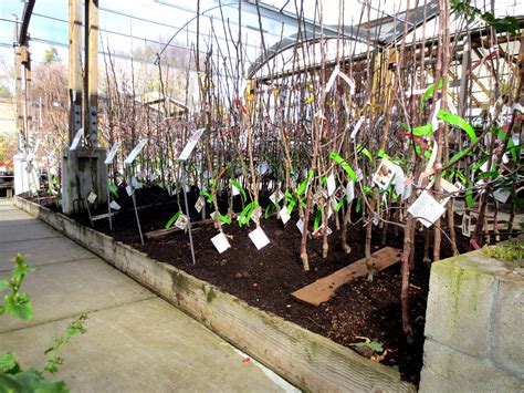 Pruning often means cutting branches back, sometimes removing smaller limbs entirely. This just in: Dormant Fruit Trees - Berkeley Horticultural ...