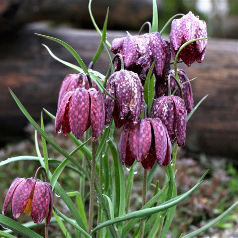 Fritillaria Bulbs For Sale Online Checkered Lily Meleagris Easy To