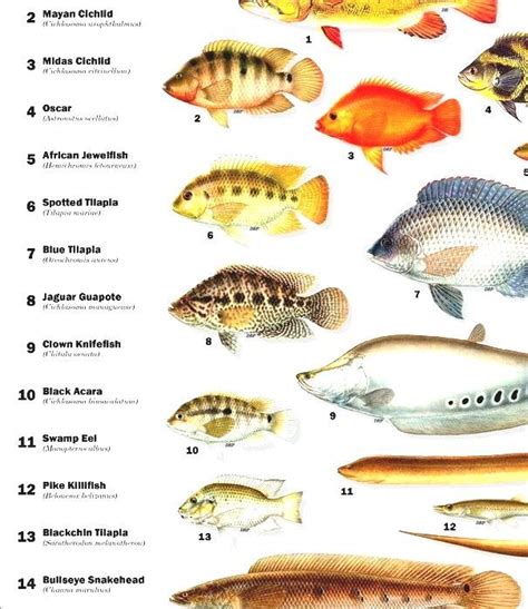 List Of Freshwater Aquarium Fish Species Freshwater Fish