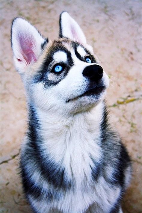 Dogs With Gorgeous Eyes
