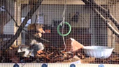 E & i sales company. Pepina playing / DIY squirrel cage - YouTube