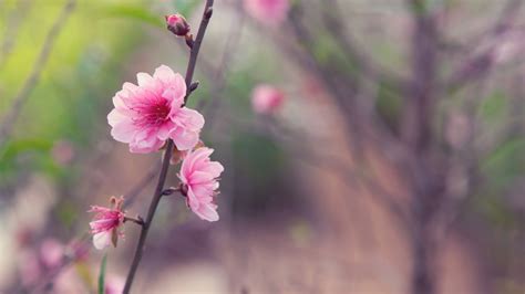 1920x1080 1920x1080 Pink Flower Spring Tree Sakura Twig Japan