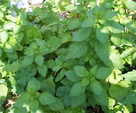 Check spelling or type a new query. Foraging Stinging Nettles | Penniless Parenting