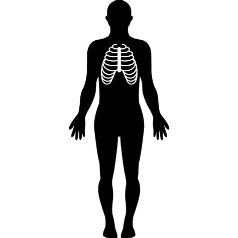 Human Body Svg Vectors And Icons Svg Repo