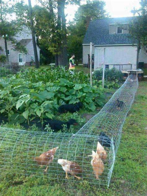 Maybe you would like to learn more about one of these? 22 Low-Budget DIY Backyard Chicken Coop Plans ...