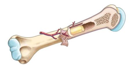 Examples of long bones are the femur tibia and fibula of the leg the humerus radius and ulna of the arm start studying anatomy bone diagram long bone. Long Bone Anatomy | Human Anatomy Quiz - Quizizz