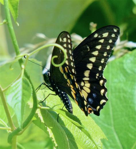 Black Swallowtail Butterfly 7718 Sharon Friends Of Conservation