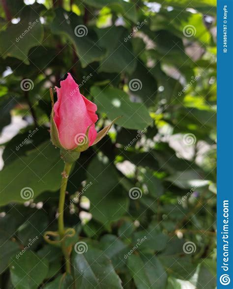 Pink Rose Bud Stock Image Image Of Green Details Garden 249894787