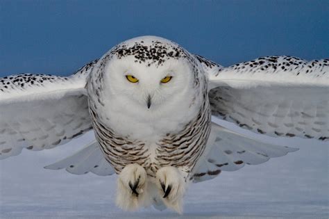 Judy Bingman Photography Snowy Owl