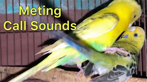 Budgies Mating Call Sounds Parakeets Mating Call Sounds