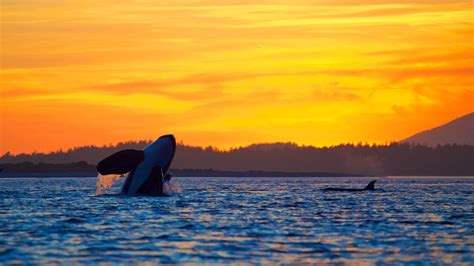 Our Tofino Whale Watching Trip Was Breathtaking