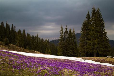 Crocus Flowers Meadow With Melting Snow And Firs Landscape Photo Stock