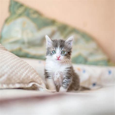 Cute Kitten Pictures Of Cats The 50 Cutest Kitten Pictures Of All Time Post Pictures Of Your