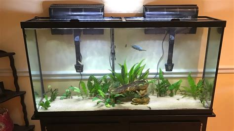 Petsmart Marineland 60 Gallon Fish Tank Review Youtube