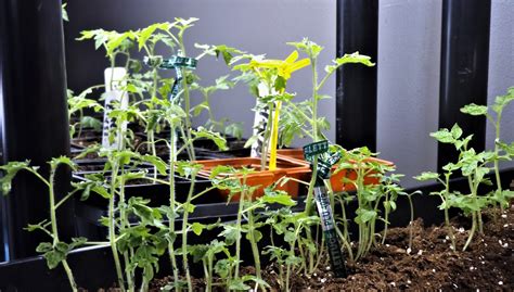Pick up your cactus, place your hand around the base of the plant, and turn the pot over to remove the cactus. Vegans Living Off the Land: Indoor grow light tomato ...