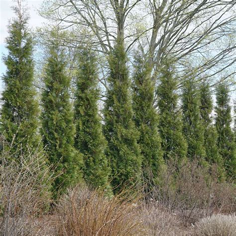 A fast growing evergreen with a naturally tall, narrow habit. Full Speed A Hedge American Pillar Thuja | Spring Meadow ...
