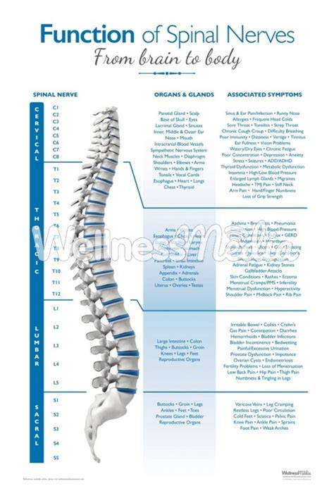 Chiropractic Spinal Nerve Poster
