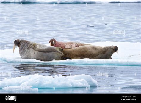 Atlantic Walruses Odobenus Rosmarus Rosmarus Resting On Ice Floe