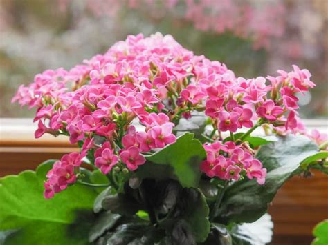 27 Indoor Flowering Plants The Complete List With Pictures Hort Zone