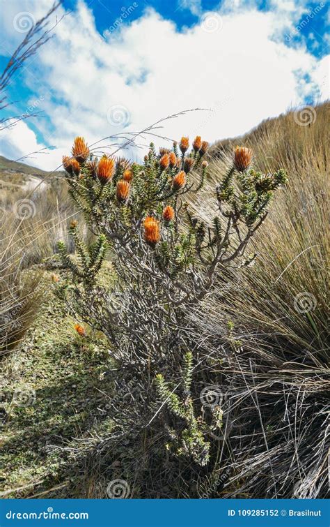 Flor Andina De Chuquiragua Cerca Del Volcán De Chimborazo En Ecuador