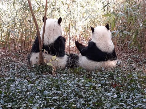Panda Updates Wednesday January 29 Zoo Atlanta
