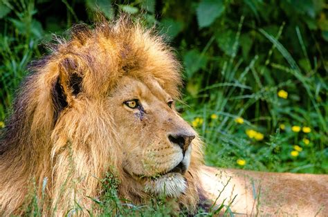 African Lion Male Free Photo On Pixabay