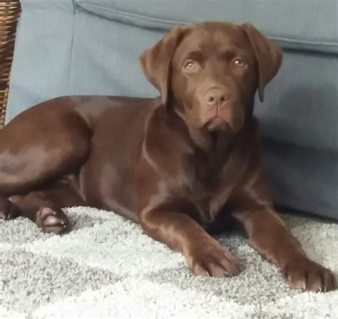 Cute Chocolate Lab 4 Months Old Chocolate Lab Cute Puppies Dogs