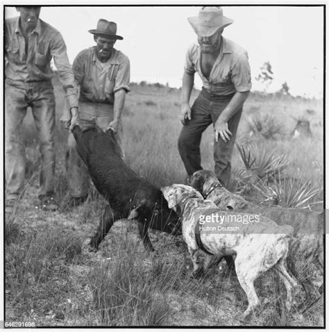Pig Hunt Photos And Premium High Res Pictures Getty Images