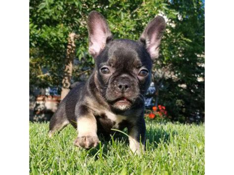 12 Weeks Old French Bulldogs Puppies Palm Springs Puppies For Sale