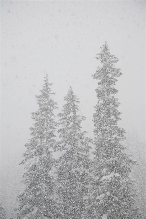 Snow Covered Evergreen Trees North Photograph By Frank Huster Fine