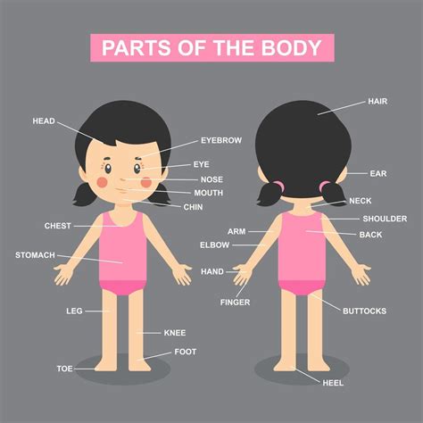 Illustrator Of Girl With Labeled Body Parts Hoodoo Wallpaper