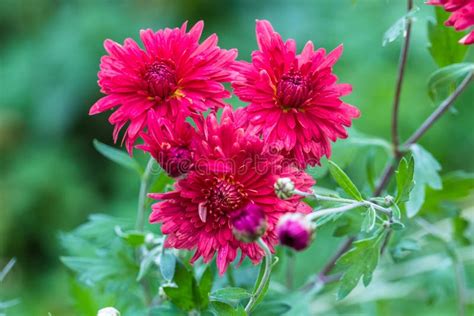 Red Chrysanthemum Flowers Stock Image Image Of Natural 130607543