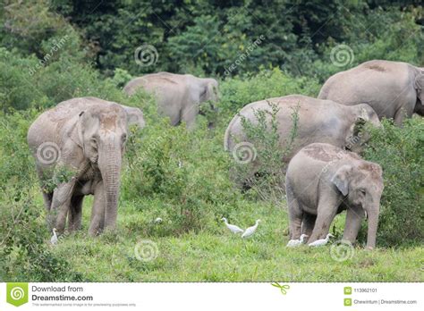 Asiatic Elephant Is Big Five Animal In Stock Image Image Of