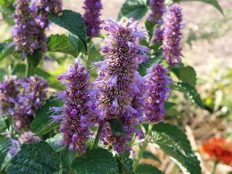 50 Purple Hyssop Hummingbird Mint Perennial Flower Seeds Etsy