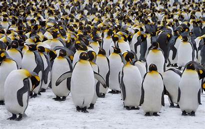 King Georgia Penguins South Penguin Colony Sub