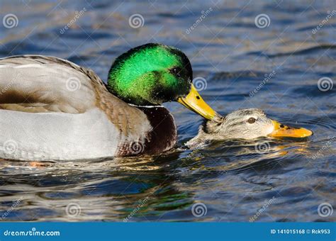 Pair Of Mallard Ducks Mating On The Water Stock Photo Image Of Head