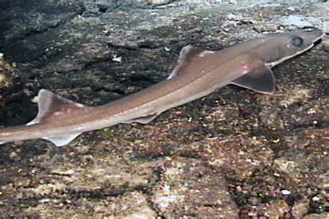 Pseudotriakidae False Cat Sharks Wildlife Journal Junior