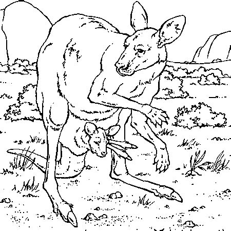 Coloriage de kangourou à imprimer gratuitement  Coloriage de