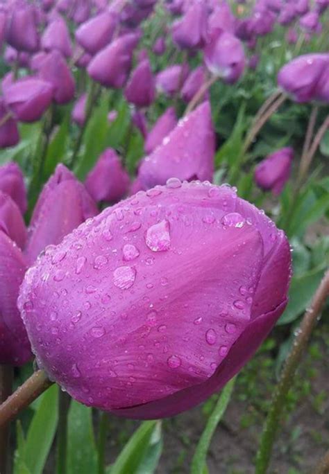 Pin By Becky Cagwin On Flowers Tulips In 2020 Dream Garden Flowers