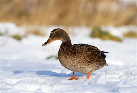 Duck In The Snow Stock Photo Image Of Female Gull Flow 48501026