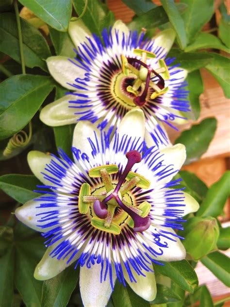 Passionsblume Frostverträglich Creeping Vines Blue Passion Flower