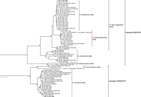 Abkürzung für englisch single nucleotide polymorphismus, variationen snp genotyping — is the measurement of genetic variations of single nucleotide polymorphisms. Phylogenetic tree obtained with 188 polymorphic sites and ...