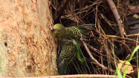 Full Documentary Nature Parrots In The Land Of Oz Hd Youtube
