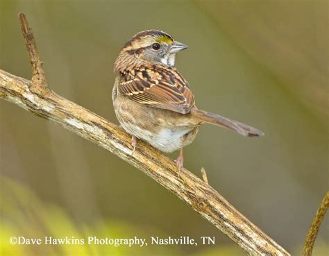 White Throated Sparrow State Of Tennessee Wildlife Resources Agency