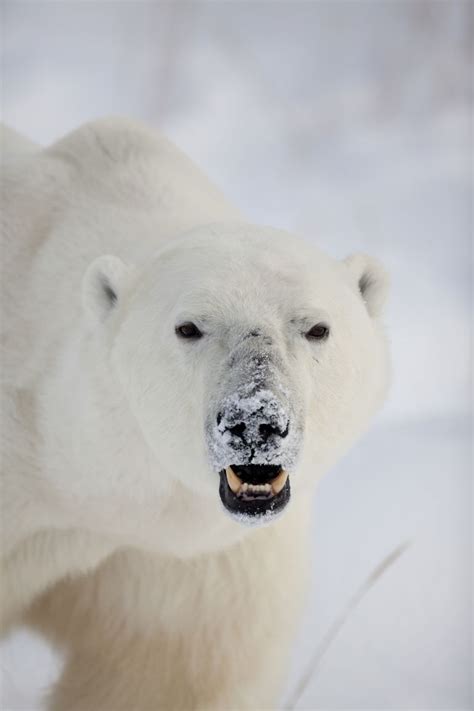 Man Mauled By Polar Bear In Canada