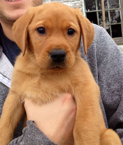 We raise labrador retriever puppies for the love of the breed and to bring love and happiness into your household for years to come. Bear, our Red Fox Labrador | Red lab puppies, Lab puppies ...