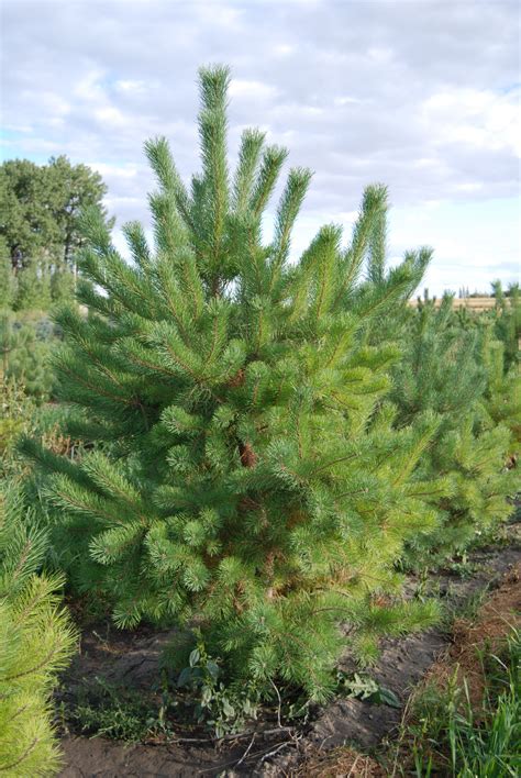 Scots Pine 2 Ever Green Acres Tree Farm