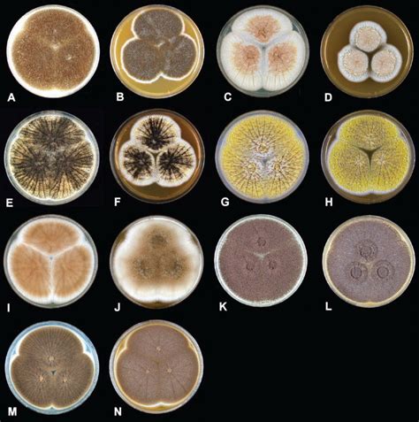 Aspergillus Flavus Colony Morphology